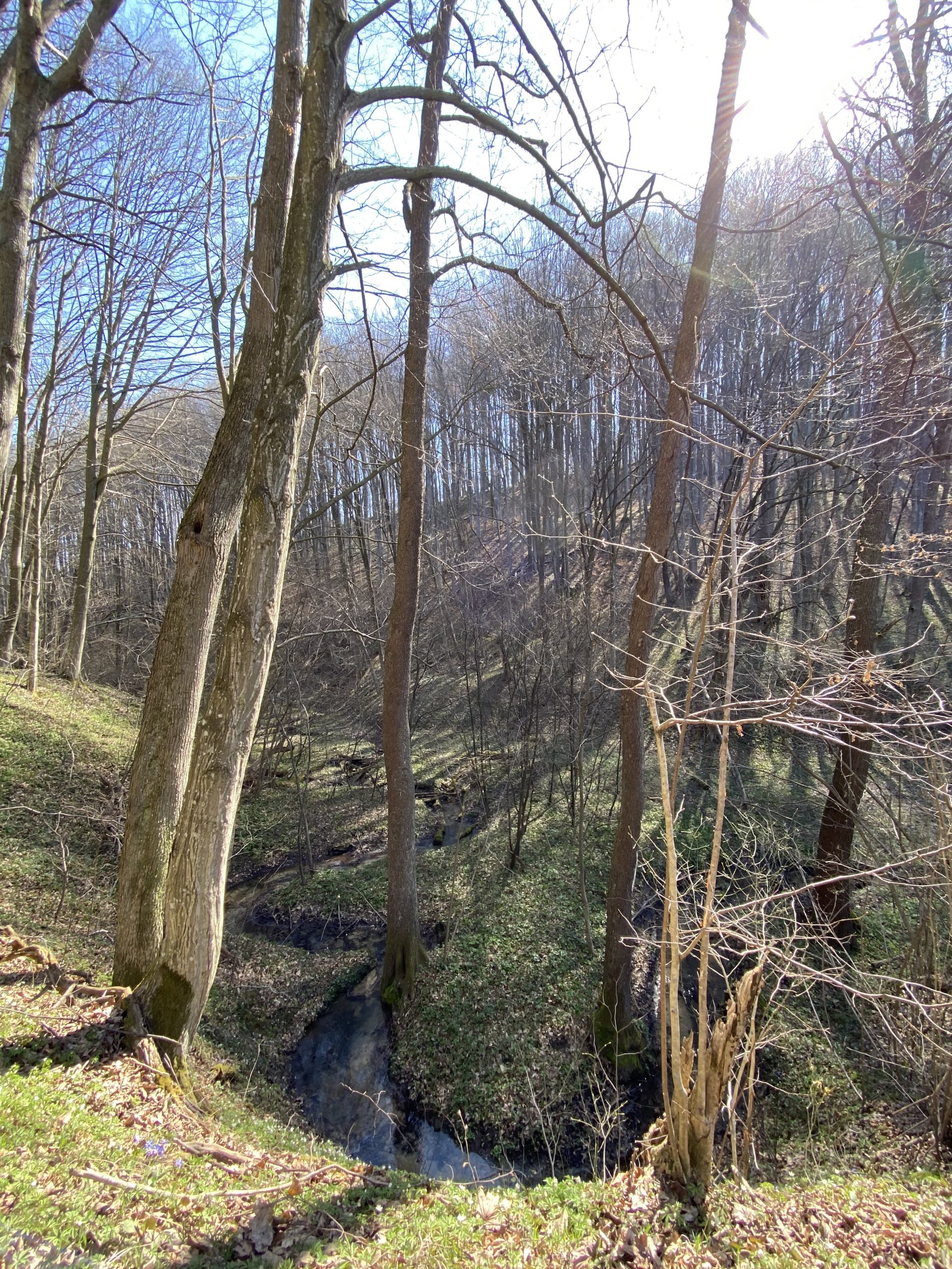 Зниклі села серед лісів: Гутиско, Медзяки, Тарасів Хутір
